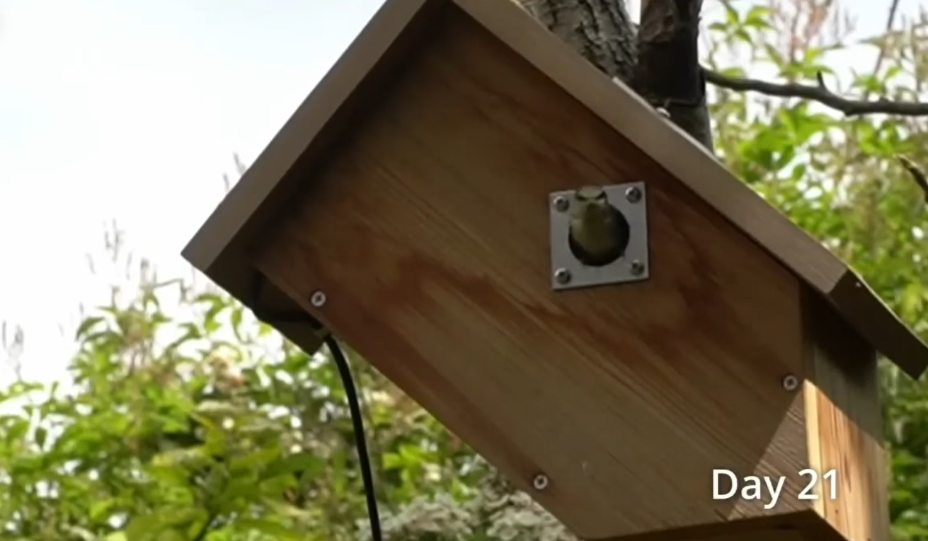 Дивіться приголомшливе відео про життя синиць: від порожнього гнізда до першого польоту пташенят