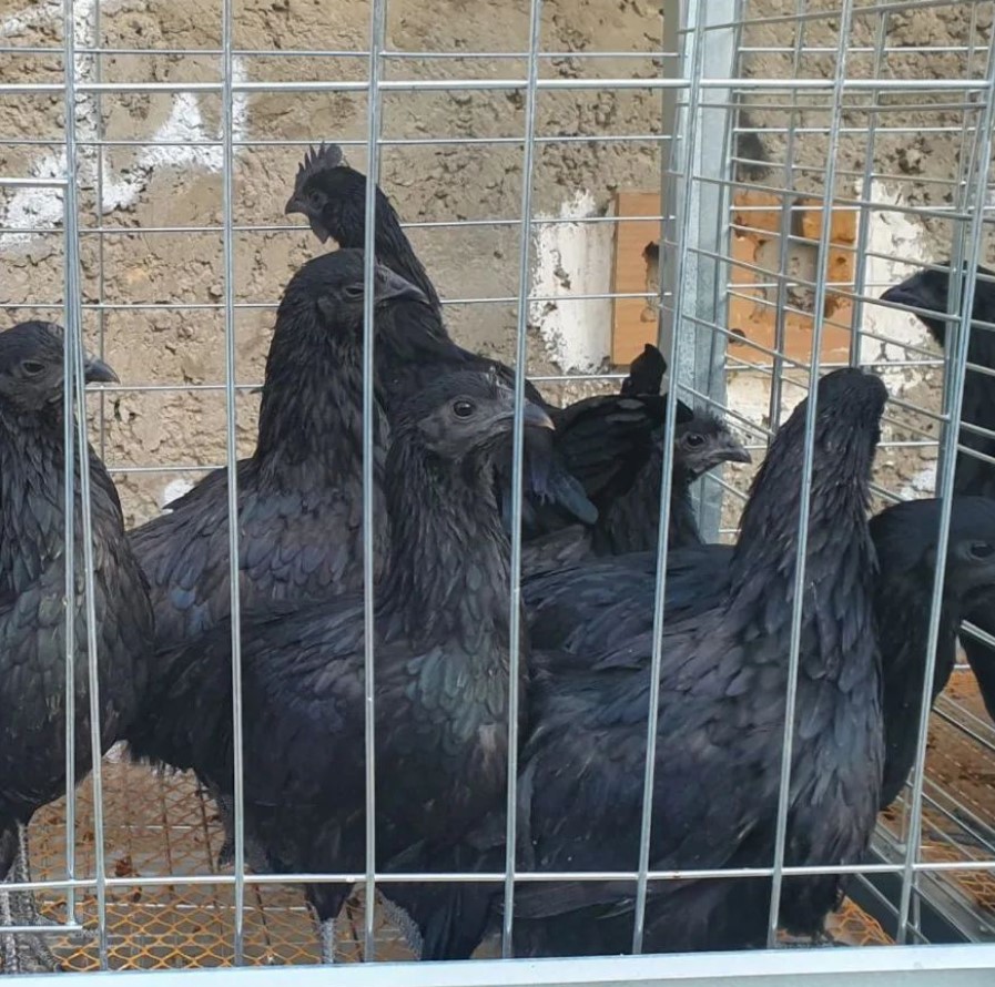 Дивіться, як виглядає чорна курка з чорним м'ясом. А якого кольору її яйця?