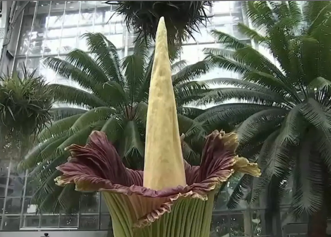 Огромный цветок на каркасе, h-2 метра