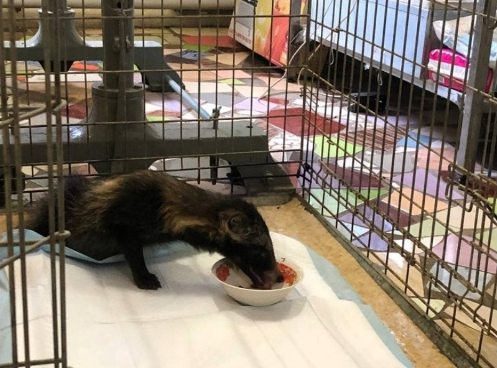 Лікували понад місяць: єнотика, якого врятували бійці ДСНС, випустили на волю