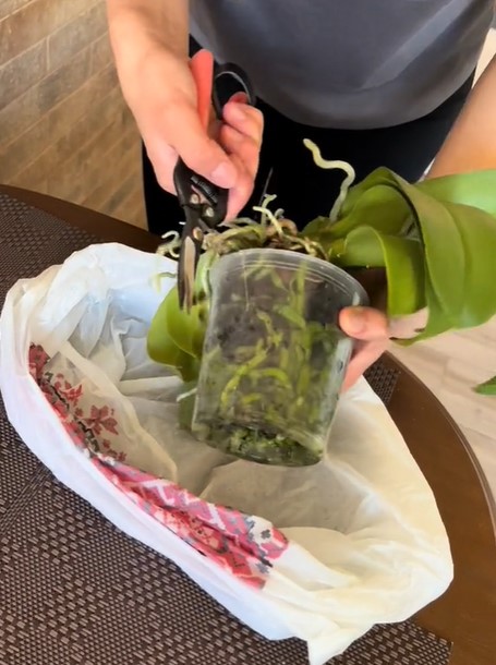 Як повернути молодість старенькій орхідеї, щоб вона знову пишно квітнула