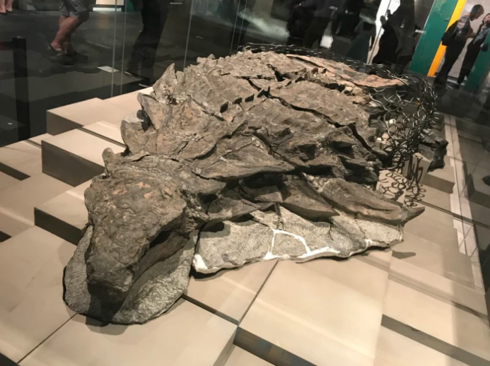 Рейтинг найдивовижніших доісторичних тварин, яких знайшли за останні десятиліття (фото)