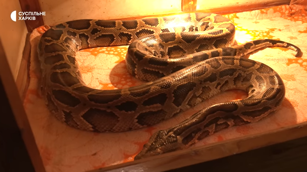 Боец ВСУ спас трехметрового питона из подбитого российского танка (видео и фото)