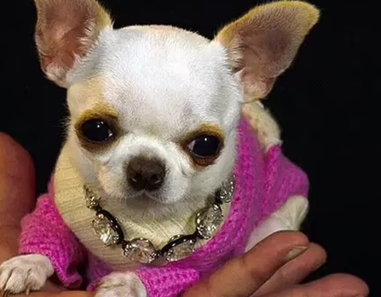 Погляньте, як виглядає найменший собака у світі. Він крихітніший за долар