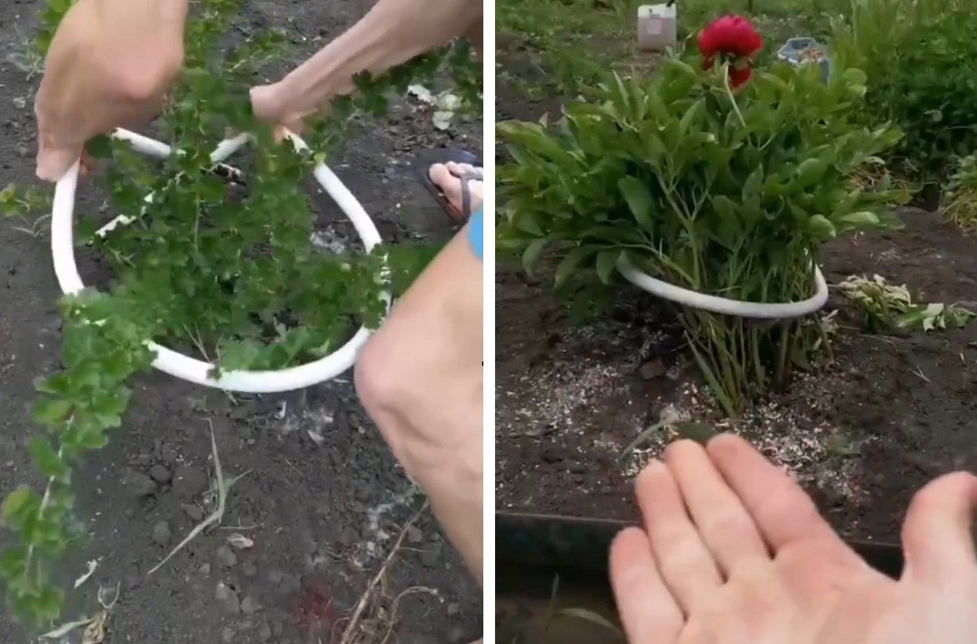 Как сделать шпалеру для вьющихся растений своими руками?