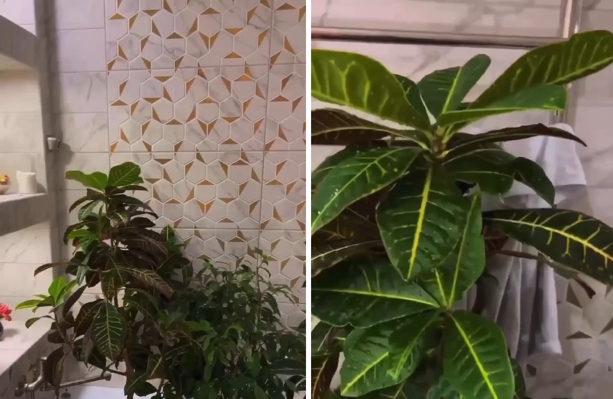 Маленький секрет для супер роста комнатных растений: делайте это дважды в месяц