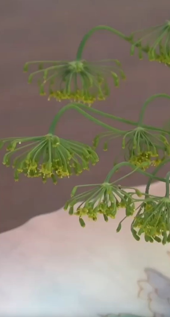 Дедовская наживка, с которой все караси и карпы будут ваши (рецепт)