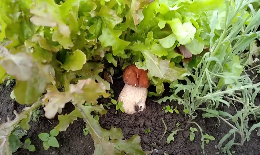 Прорастут даже на подоконнике: как вырастить белые грибы дома (инструкция)