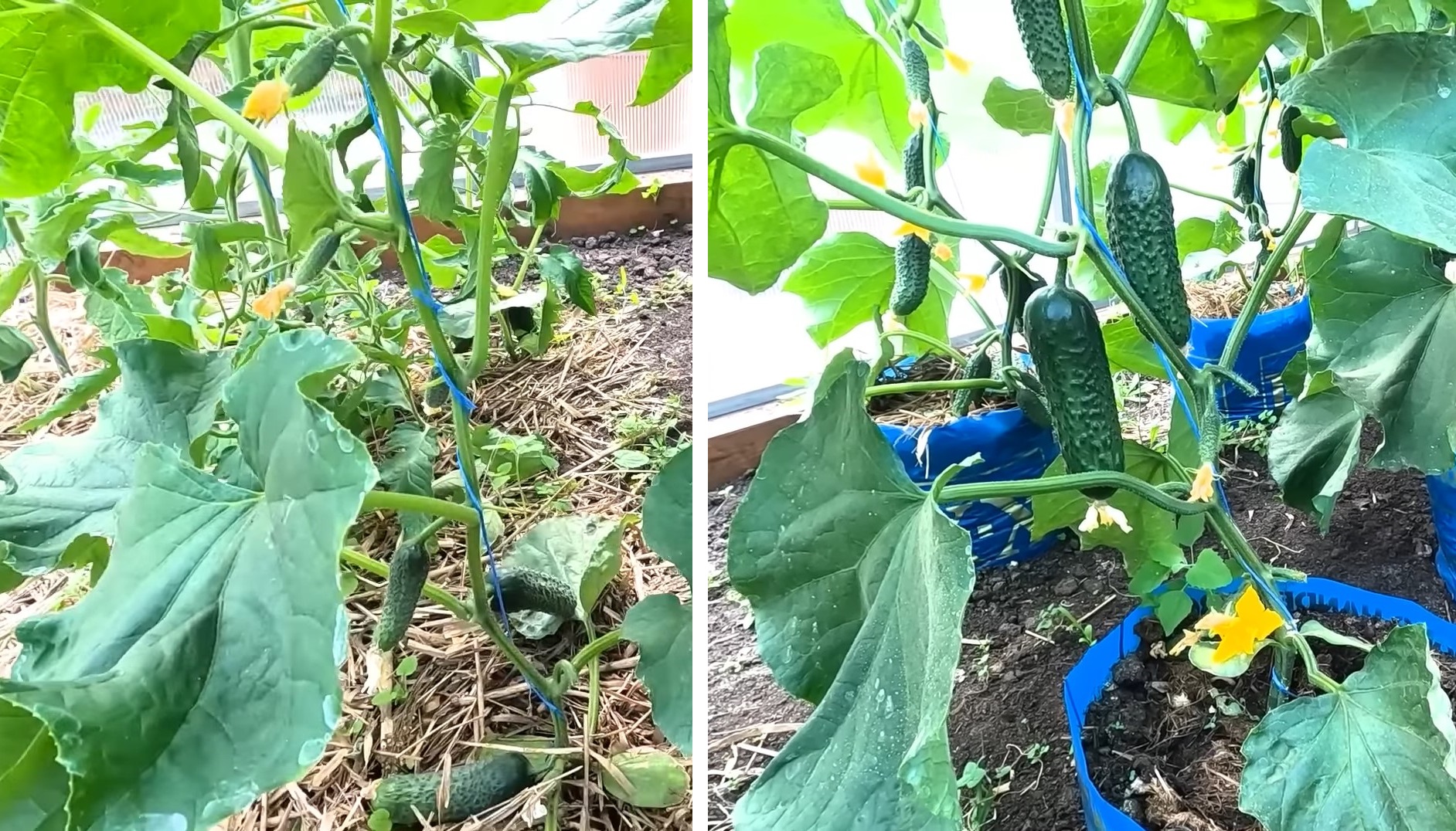 Огурцы, выращенные таким способом, гарантированно дадут вдвое больше урожая