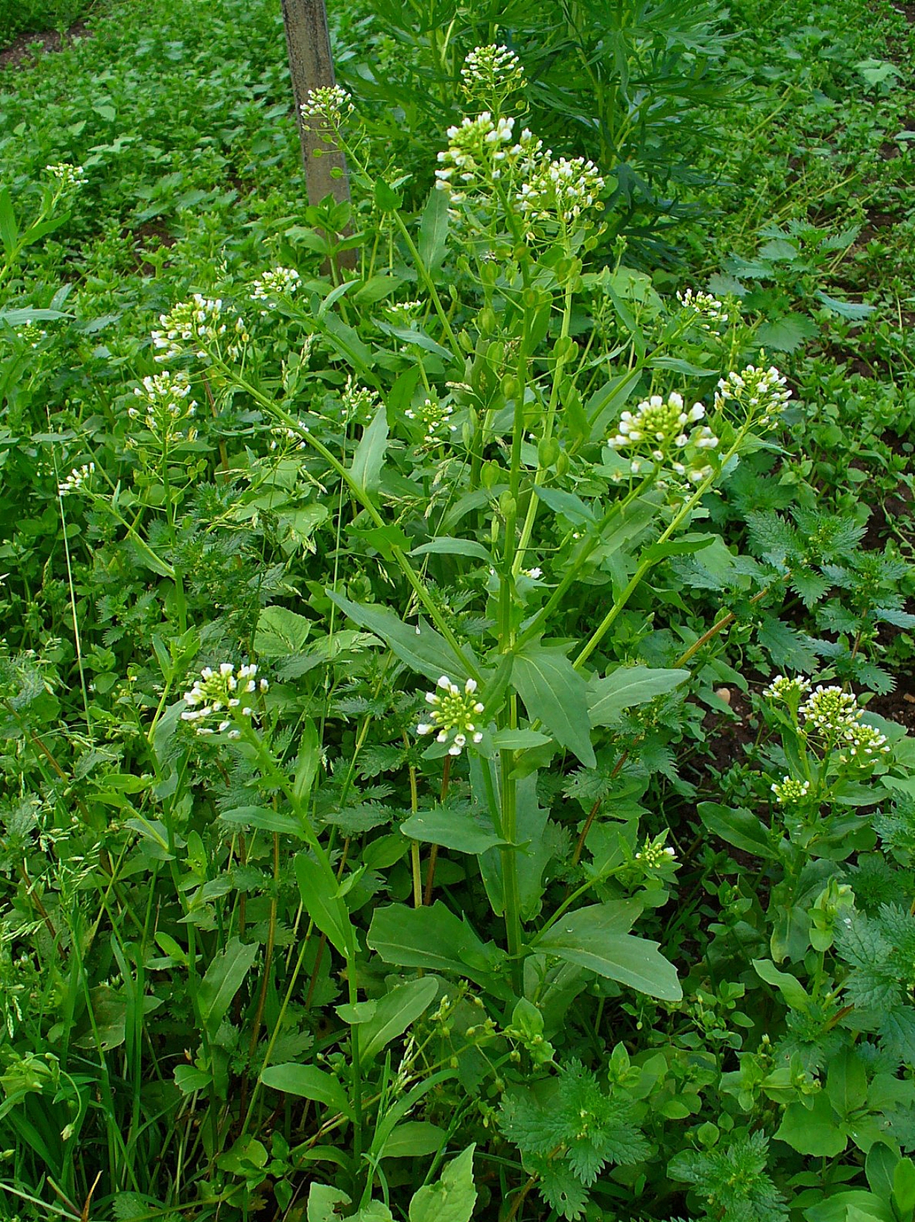 Не виривайте їх! Ці бур'яни вказують на родючість ґрунту