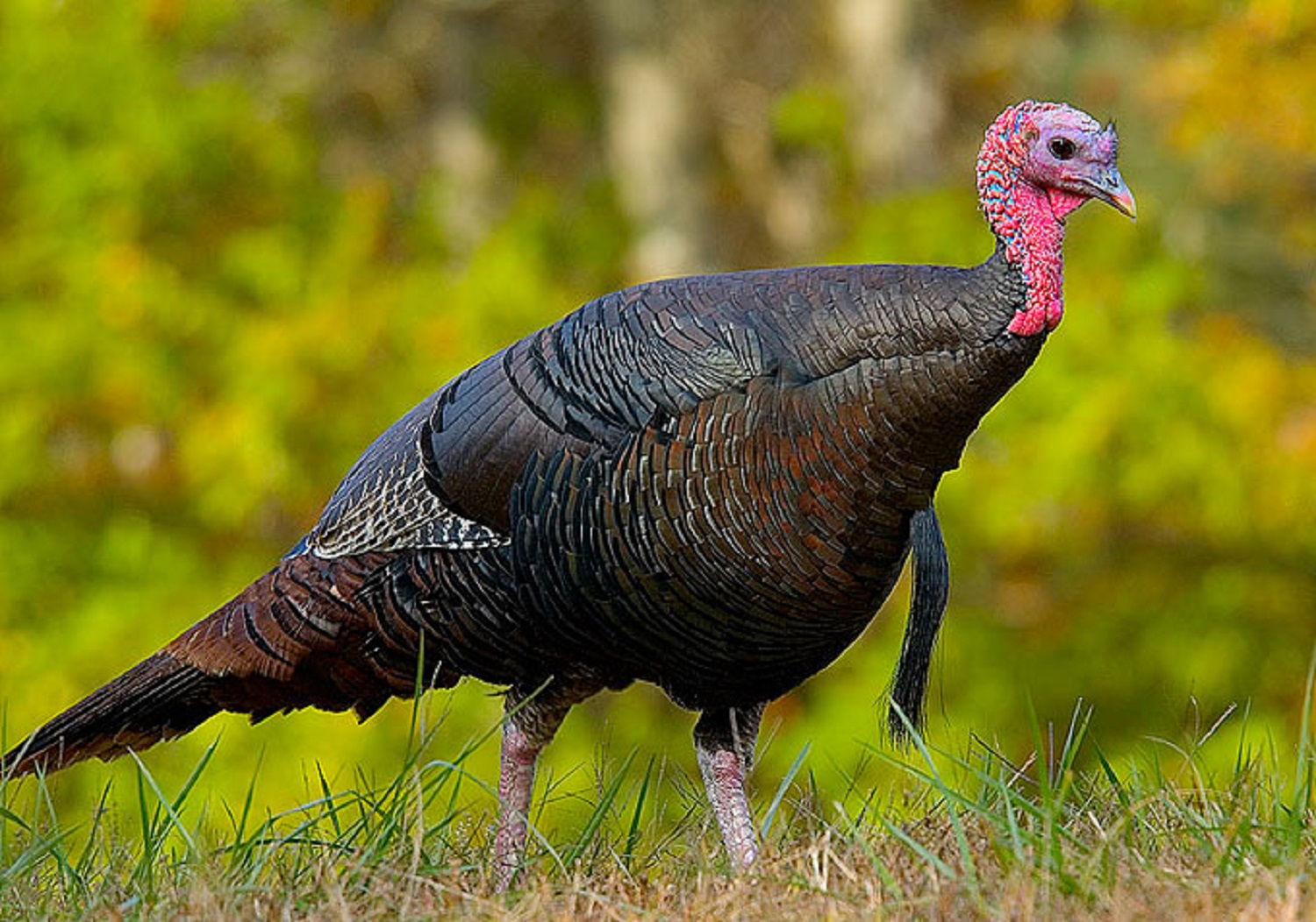 7 fun facts about Thanksgiving Day that you didn't even think about