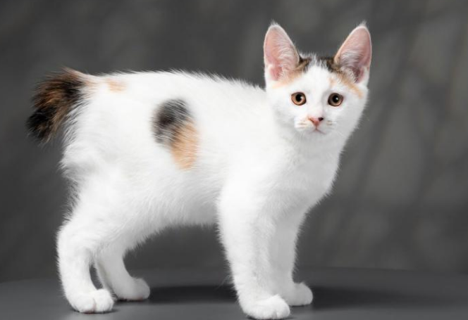 Названо породи кішок, які притягують щастя та удачу в оселю