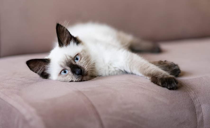 Кажуть, що ці породи кішок існували ще з давніх часів