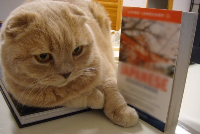 Ці п'ять порід кішок вважаються найрозумнішими: хто потрапив до списку