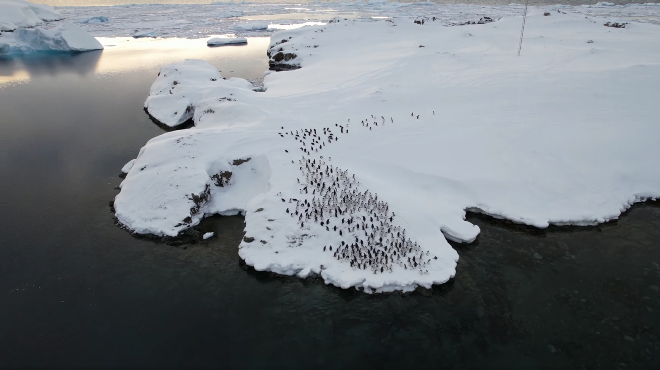 "Це тільки початок": українські полярники показали грандіозне повернення пінгвінів