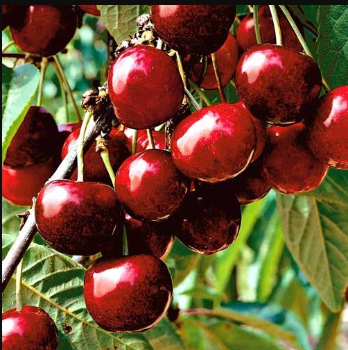 Фрукт-гібрид: на українському ринку незвичайна ягода стала дуже популярною