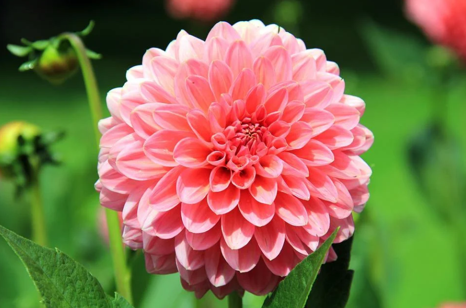 Ці культури найкраще сіяти в квітні: урожай буде величезним!