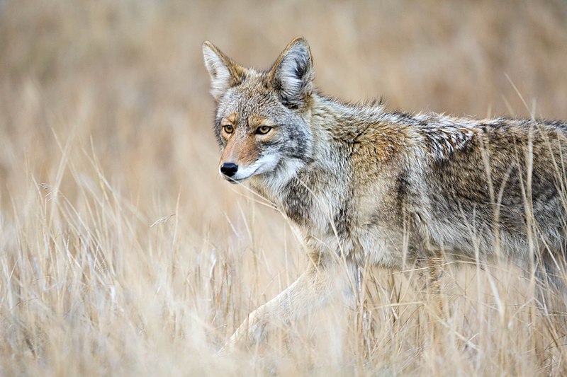 Топ-5 животных, которых невозможно приручить или одомашнить