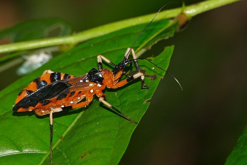 Топ-5 самых опасных существ в мире