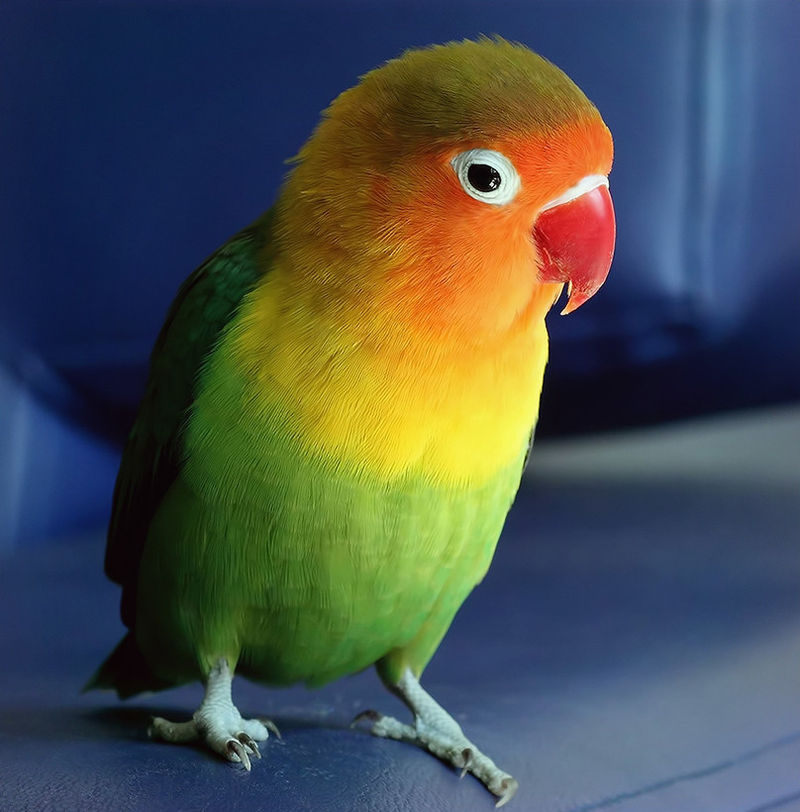 Топ-7 птахів, які стануть вашими найкращими друзями