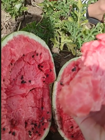 "Серце розривається": у Херсонській області стиглі кавуни пропадають на полях (відео)