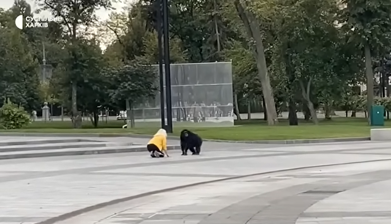 В Харькове на улице гулял шимпанзе, который сбежал из зоопарка: животное вернули на велосипеде (видео)