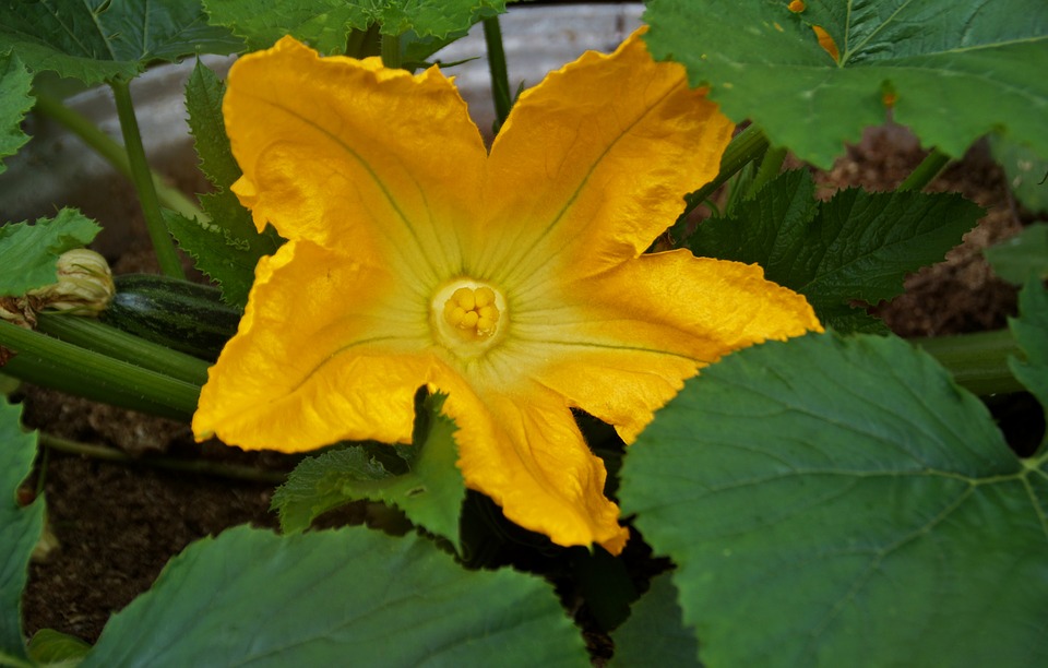 Ці культури найкраще сіяти в квітні: урожай буде величезним!