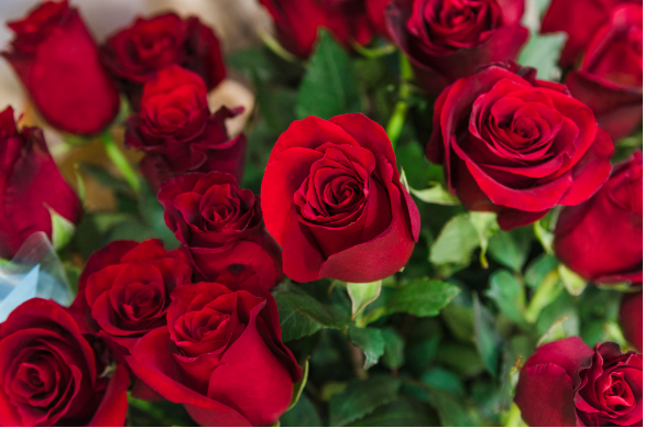 Рожеві - кохання, сині - вірність. Що означають кольори квітів?