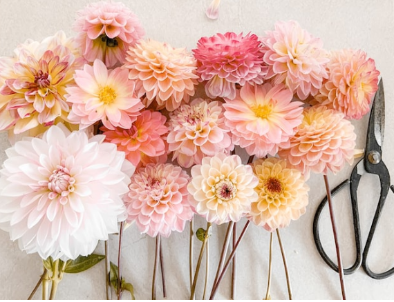 Рожеві - кохання, сині - вірність. Що означають кольори квітів?