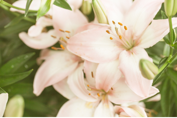 Рожеві - кохання, сині - вірність. Що означають кольори квітів?