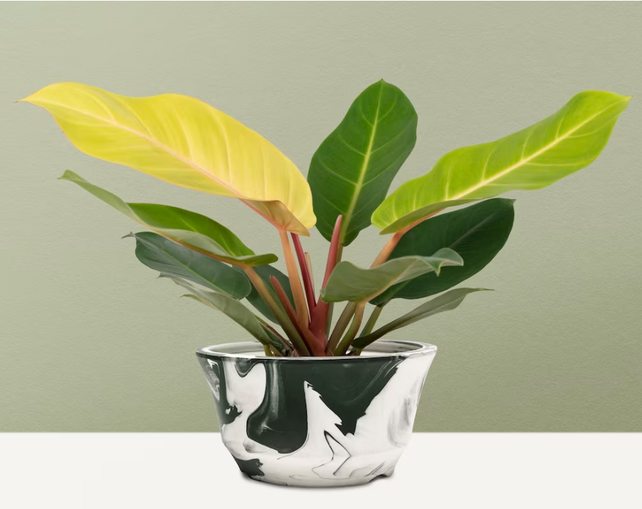 Эти комнатные растения могут стать настоящим ядом для ваших домашних питомцев