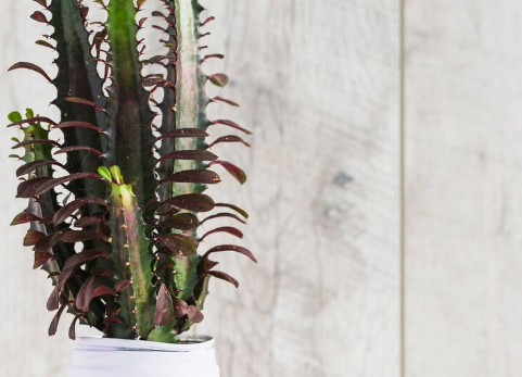 Эти комнатные растения могут стать настоящим ядом для ваших домашних питомцев