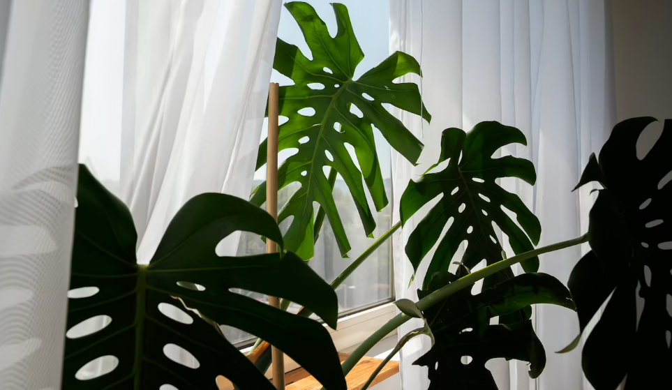 Эти комнатные растения могут стать настоящим ядом для ваших домашних питомцев