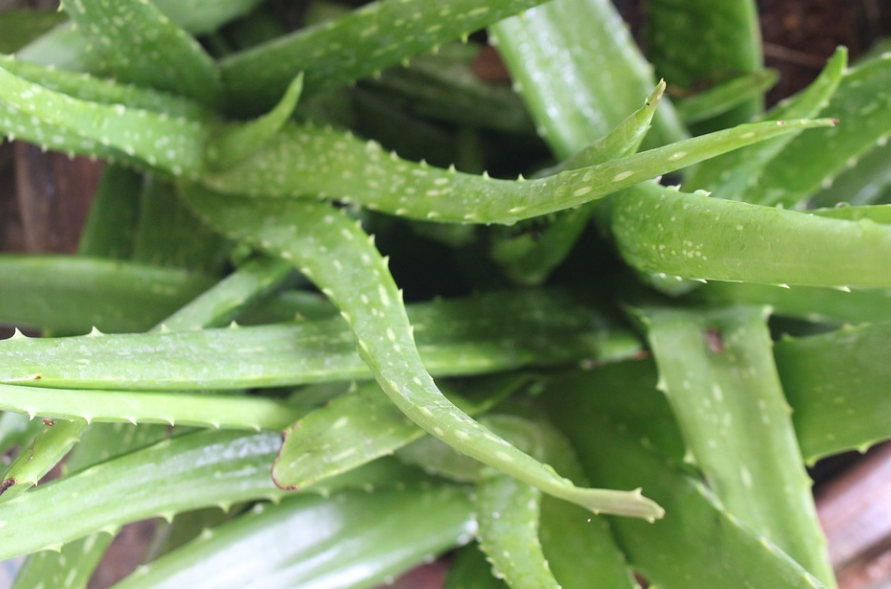 Эти комнатные растения могут стать настоящим ядом для ваших домашних питомцев