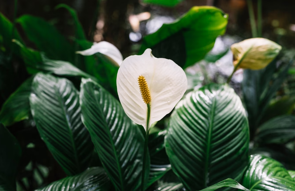 Эти комнатные растения могут стать настоящим ядом для ваших домашних питомцев