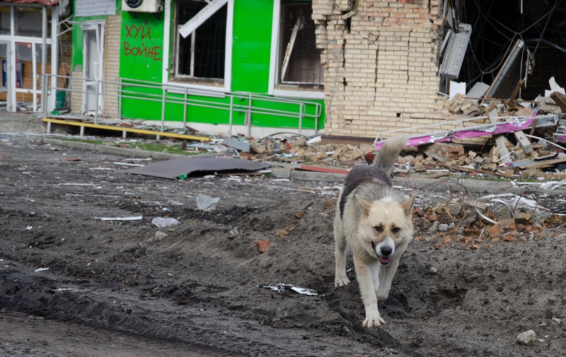 Мертвые и выжившие. Что пережили города под Киевом за время российской оккупации
