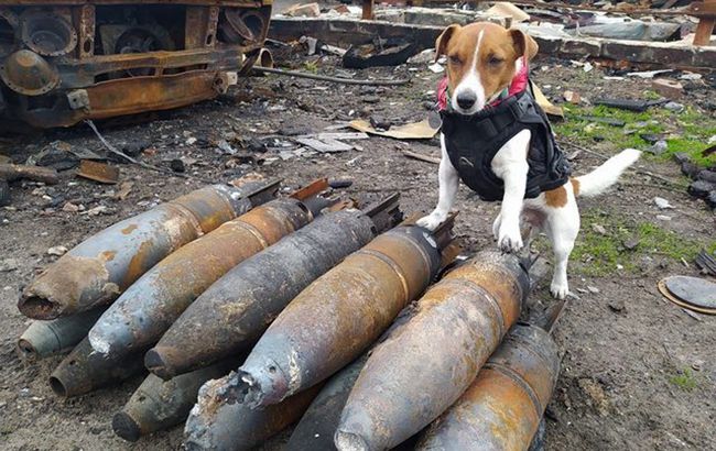 Животные, которые стали во время войны талисманами: кто останется в нашей памяти навсегда