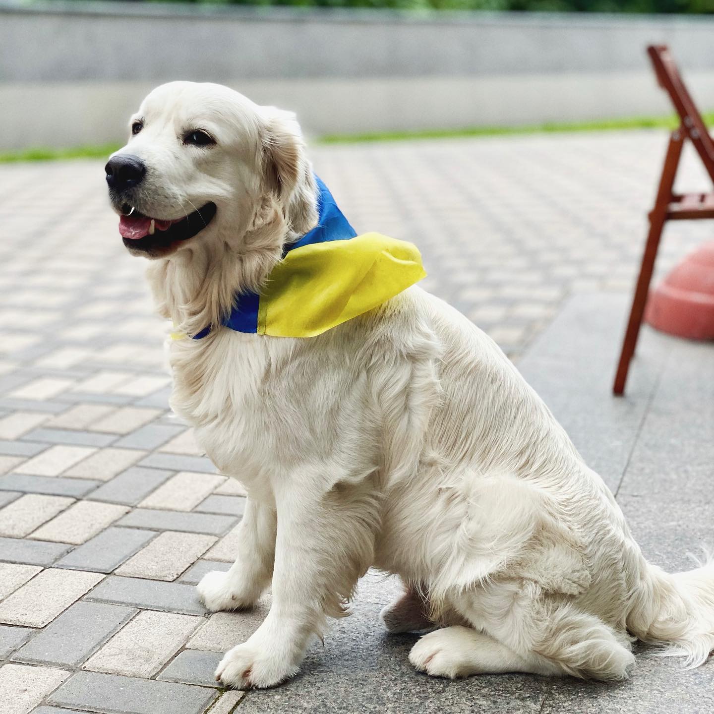 У пса Віктора Циганкова більше підписників, ніж у вас: милі фото Щасливця