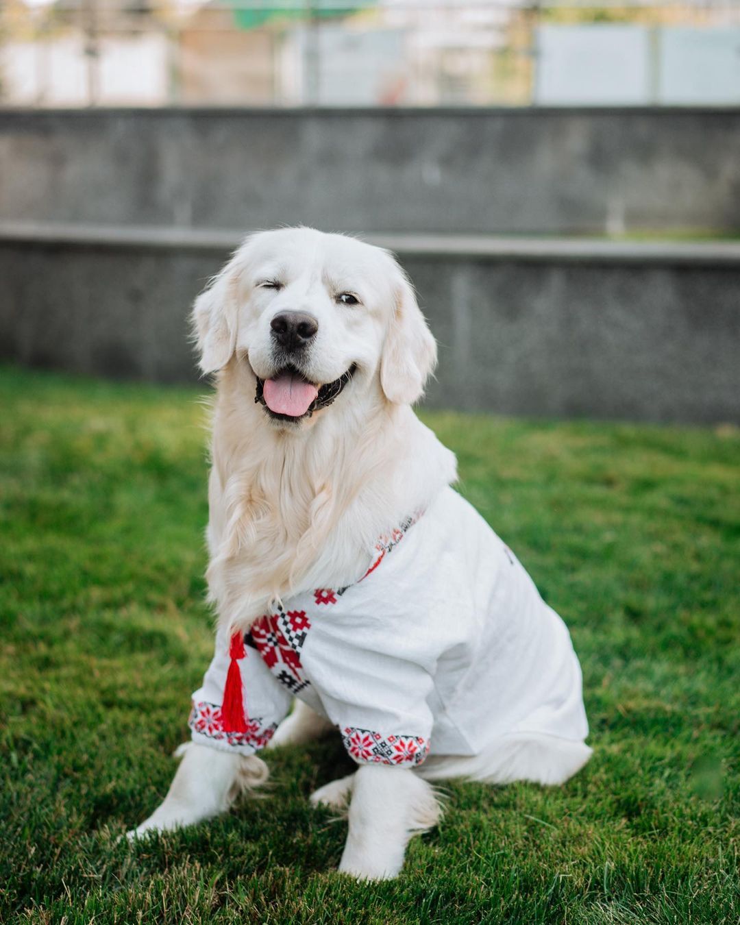 У пса Віктора Циганкова більше підписників, ніж у вас: милі фото Щасливця