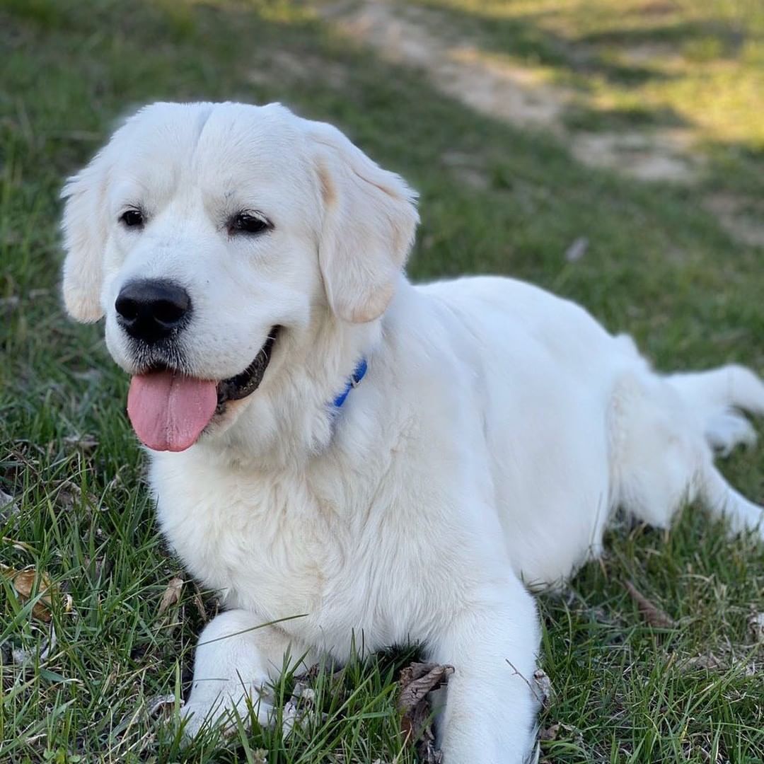 У пса Віктора Циганкова більше підписників, ніж у вас: милі фото Щасливця
