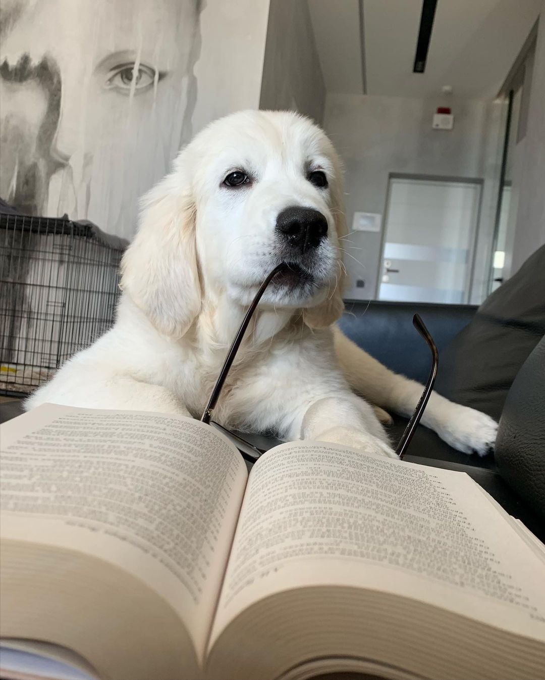 У пса Віктора Циганкова більше підписників, ніж у вас: милі фото Щасливця