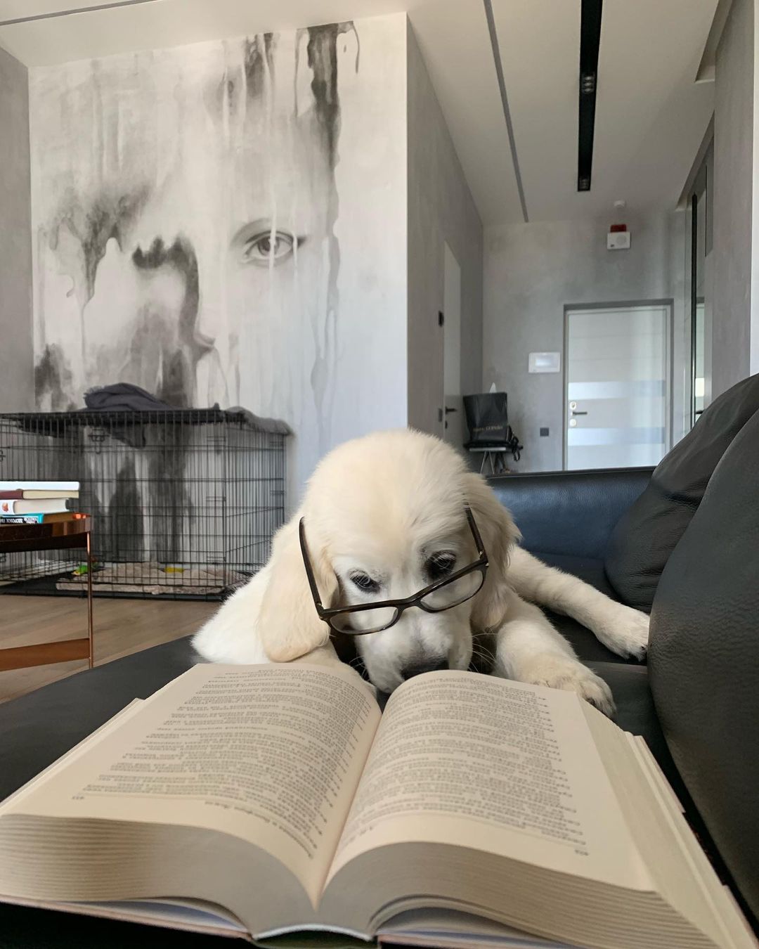 У пса Віктора Циганкова більше підписників, ніж у вас: милі фото Щасливця