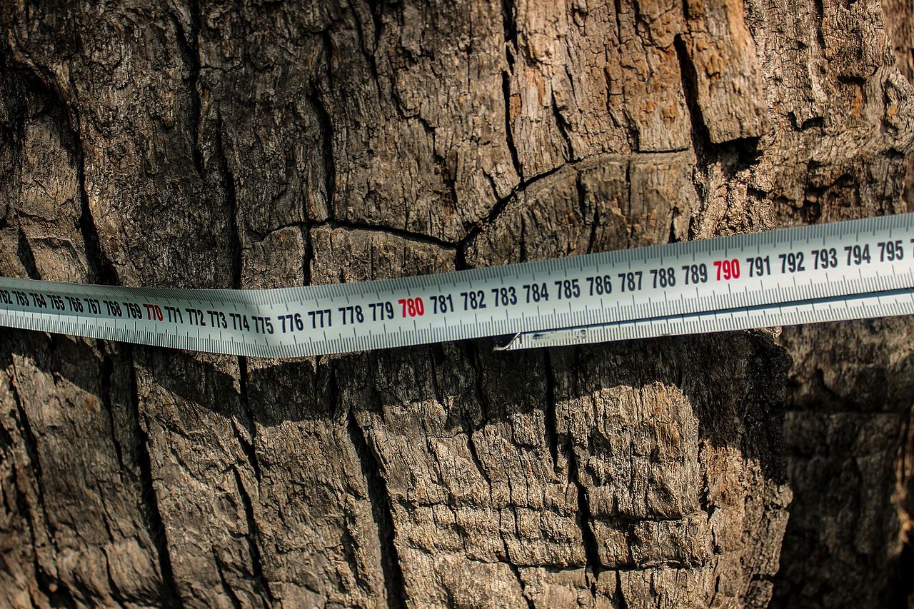 Смотрите, как выглядит знаменитый 900-летний дуб Киева, и где он находится