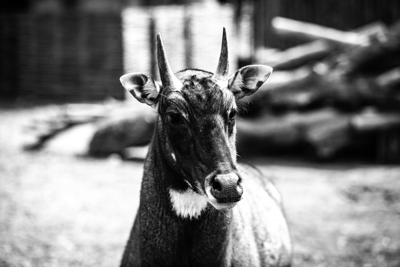 Киевский зоопарк принял беженцев из других зверинцев Украины: невероятно милые фото