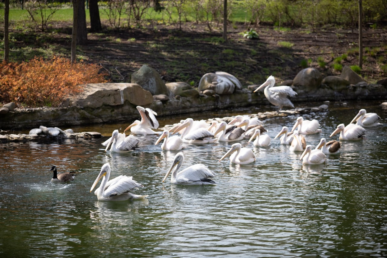 Киевский зоопарк принял беженцев из других зверинцев Украины: невероятно милые фото