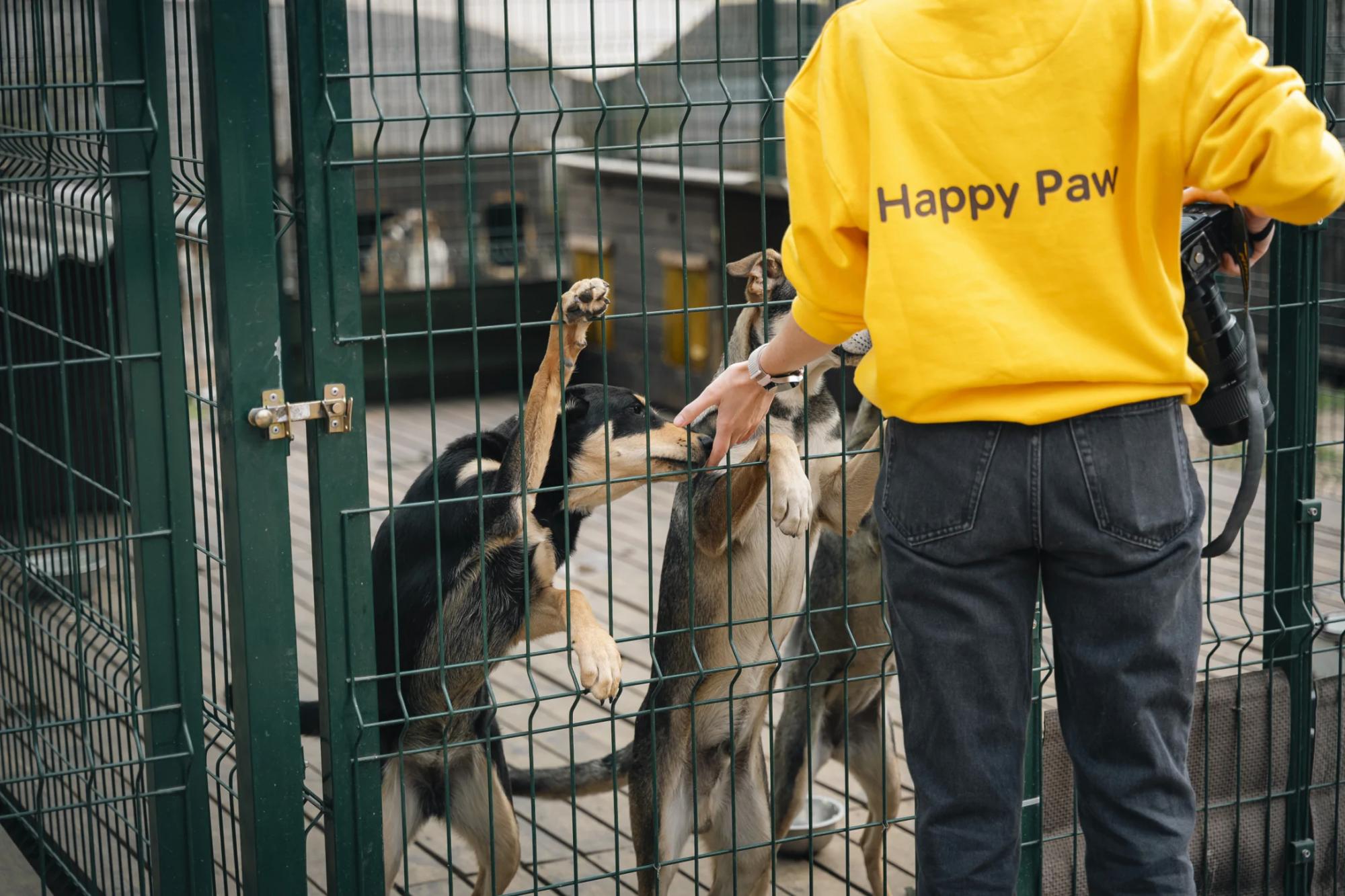 EVA и Happy Paw анонсировали пятый совместный проект помощи животных в приютах