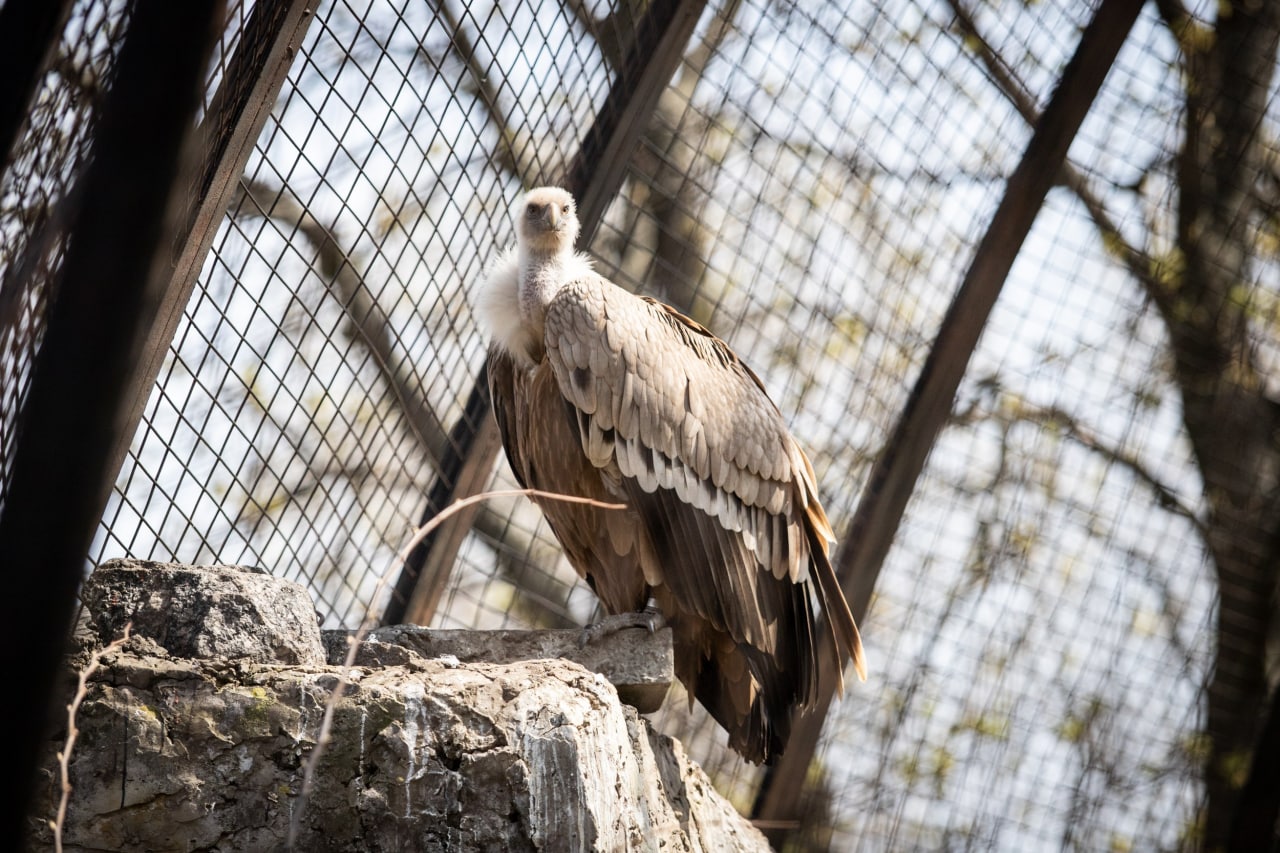 Киевский зоопарк принял беженцев из других зверинцев Украины: невероятно милые фото
