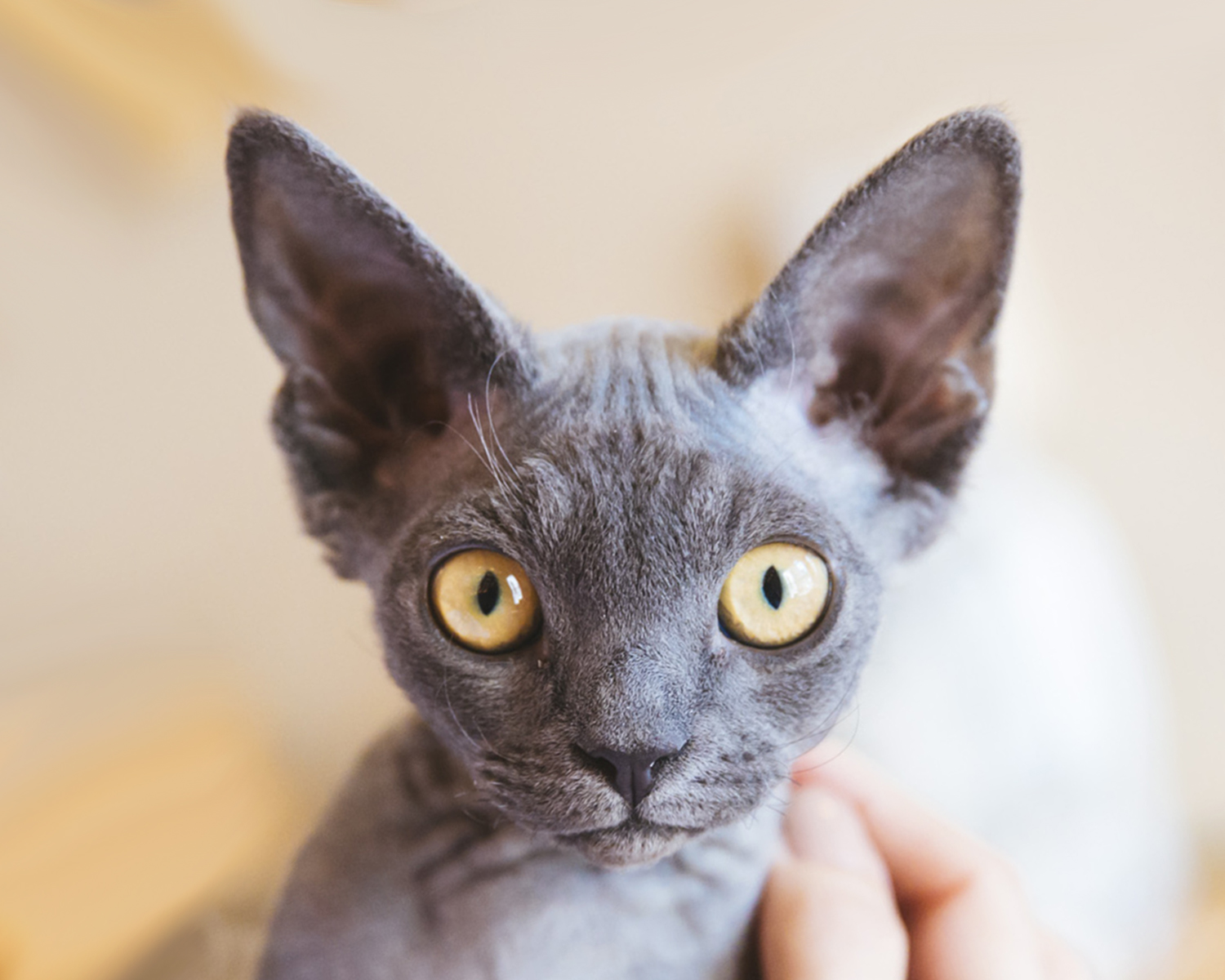 Топ 5 нелиняющих пород кошек: идеально подойдут для жизни в квартире (фото)