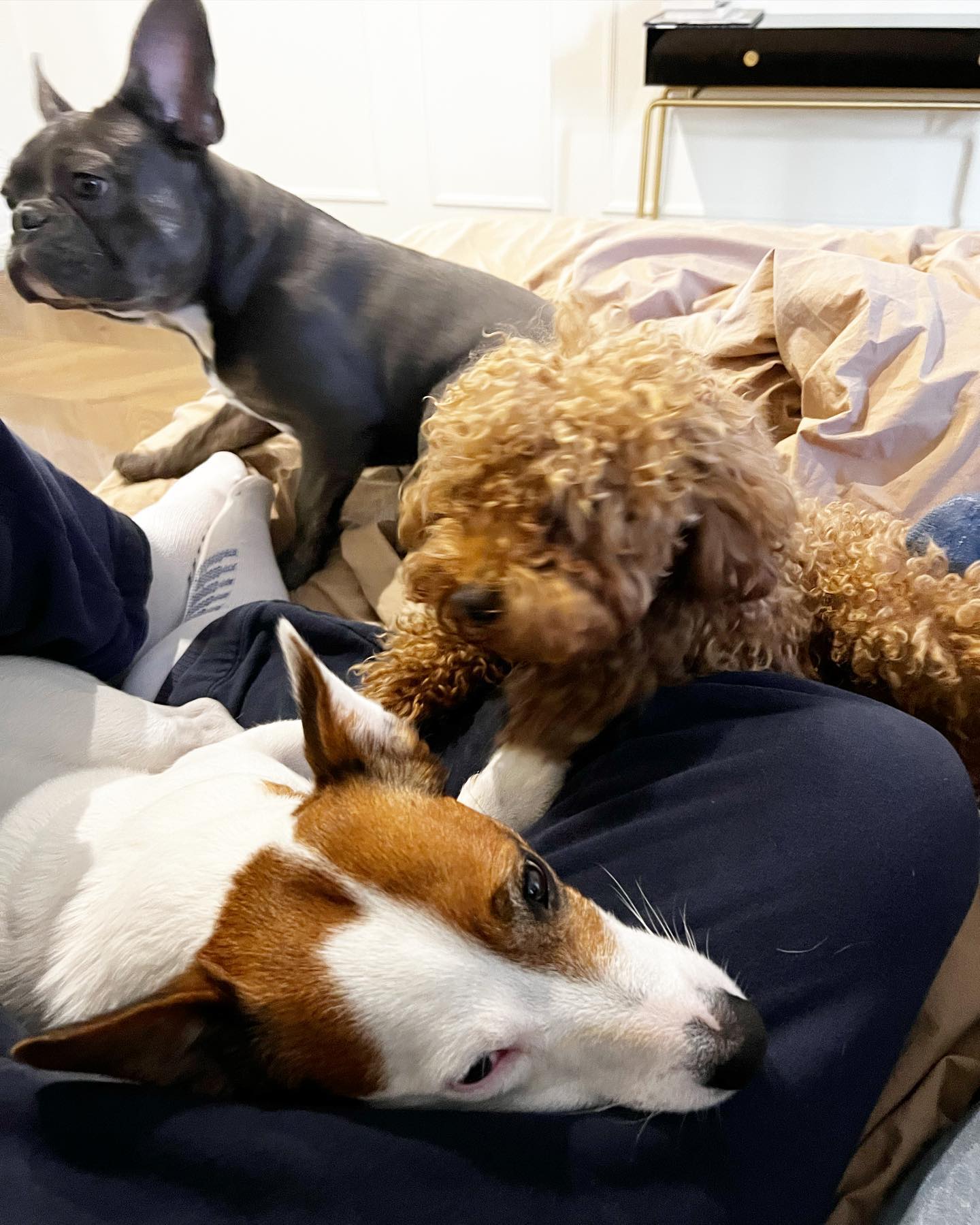 Дмитрий Кулеба попал в больницу после прогулки с собаками: что случилось (фото)