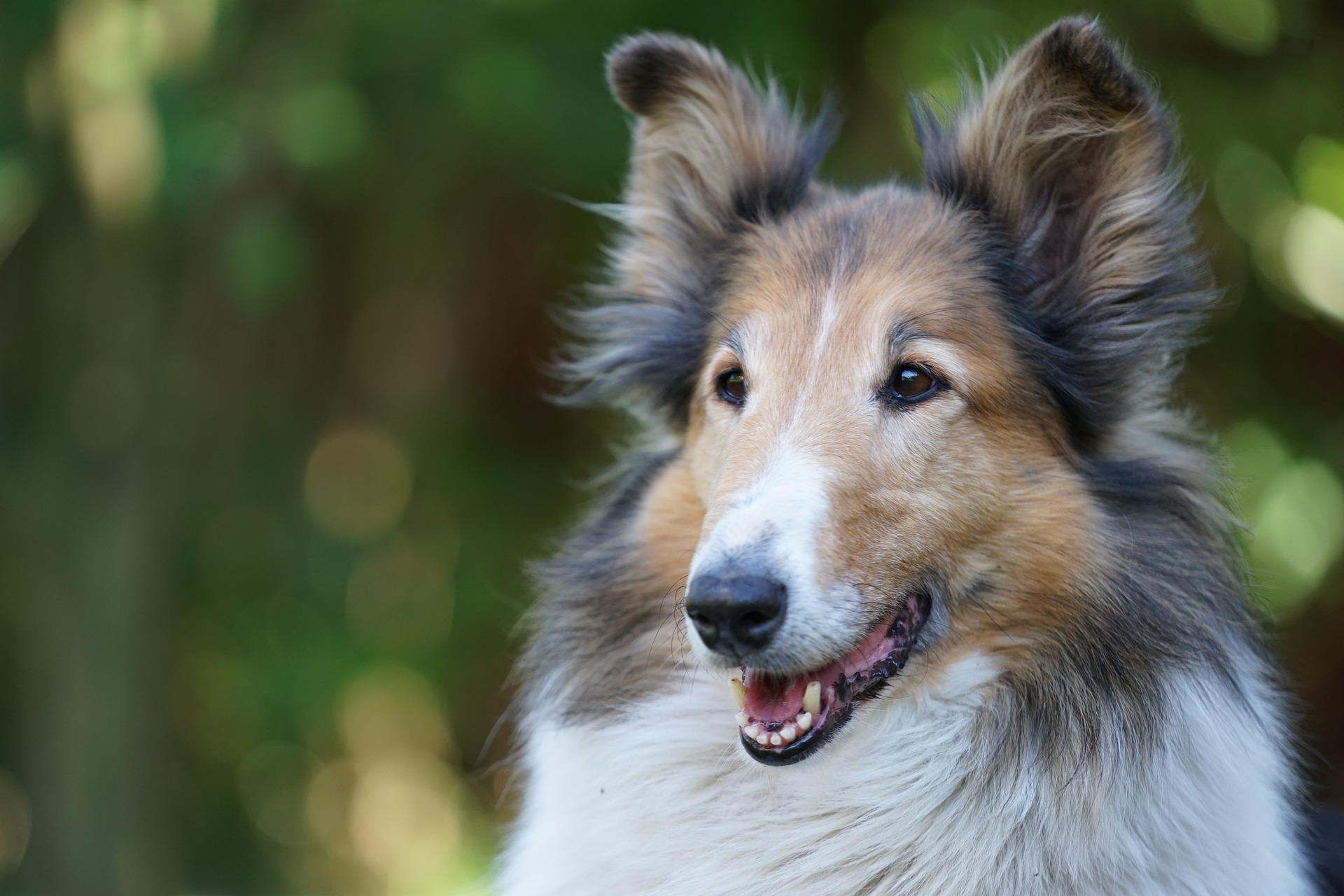 Эти 10 пород собак считаются самыми умными в мире: фото и описание